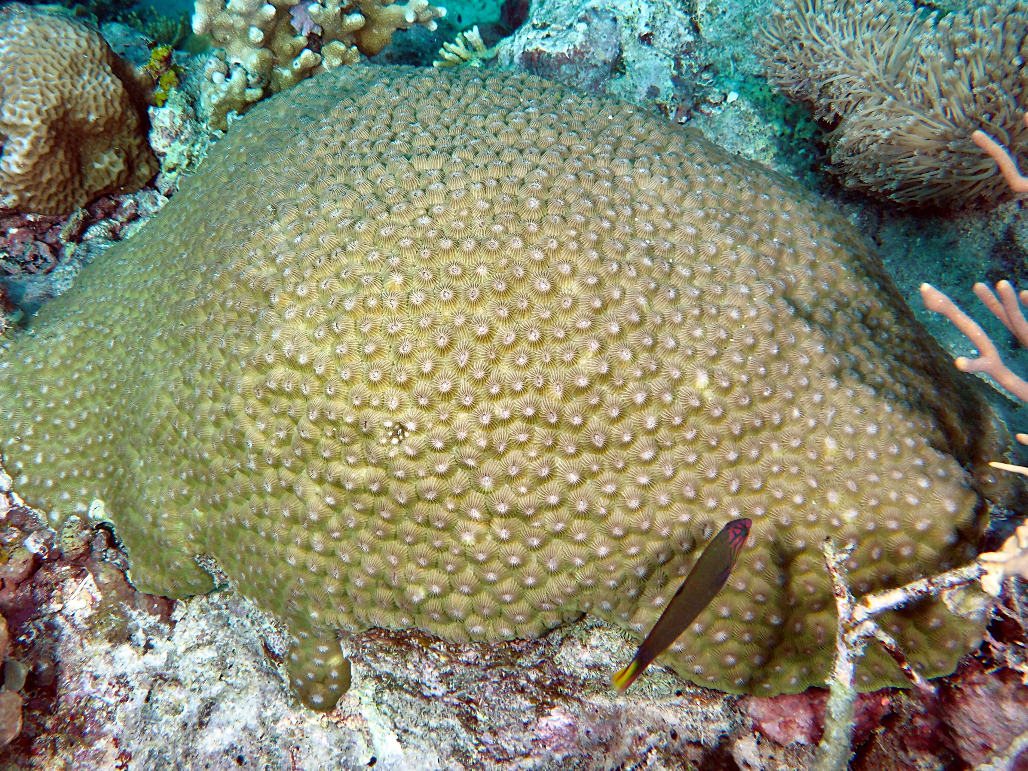Diploastrea heliopora - Diploastrea heliopora