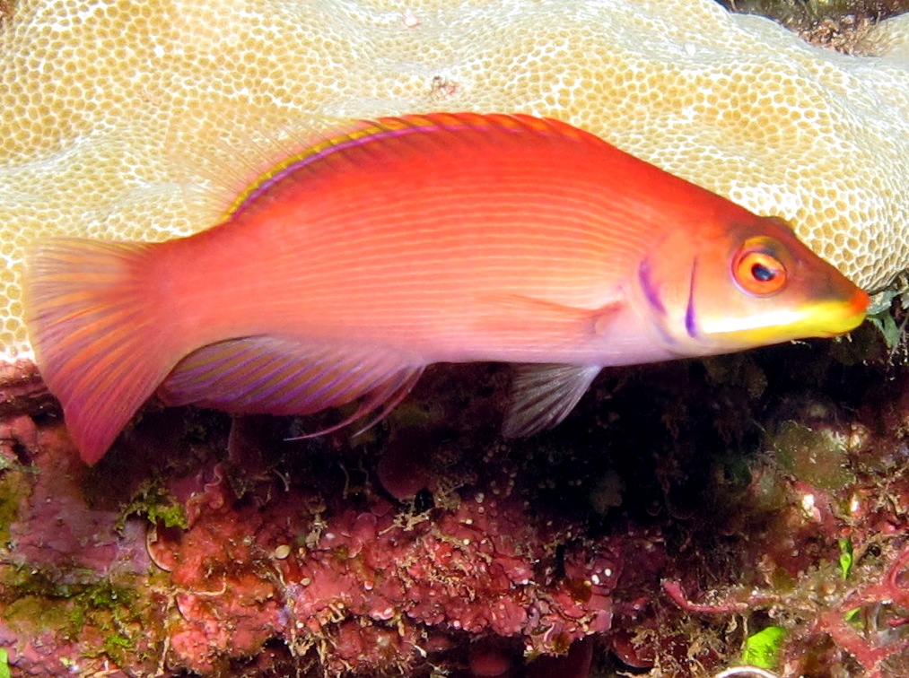 Disappearing Wrasse - Pseudocheilinus evanidus - Lanai, Hawaii