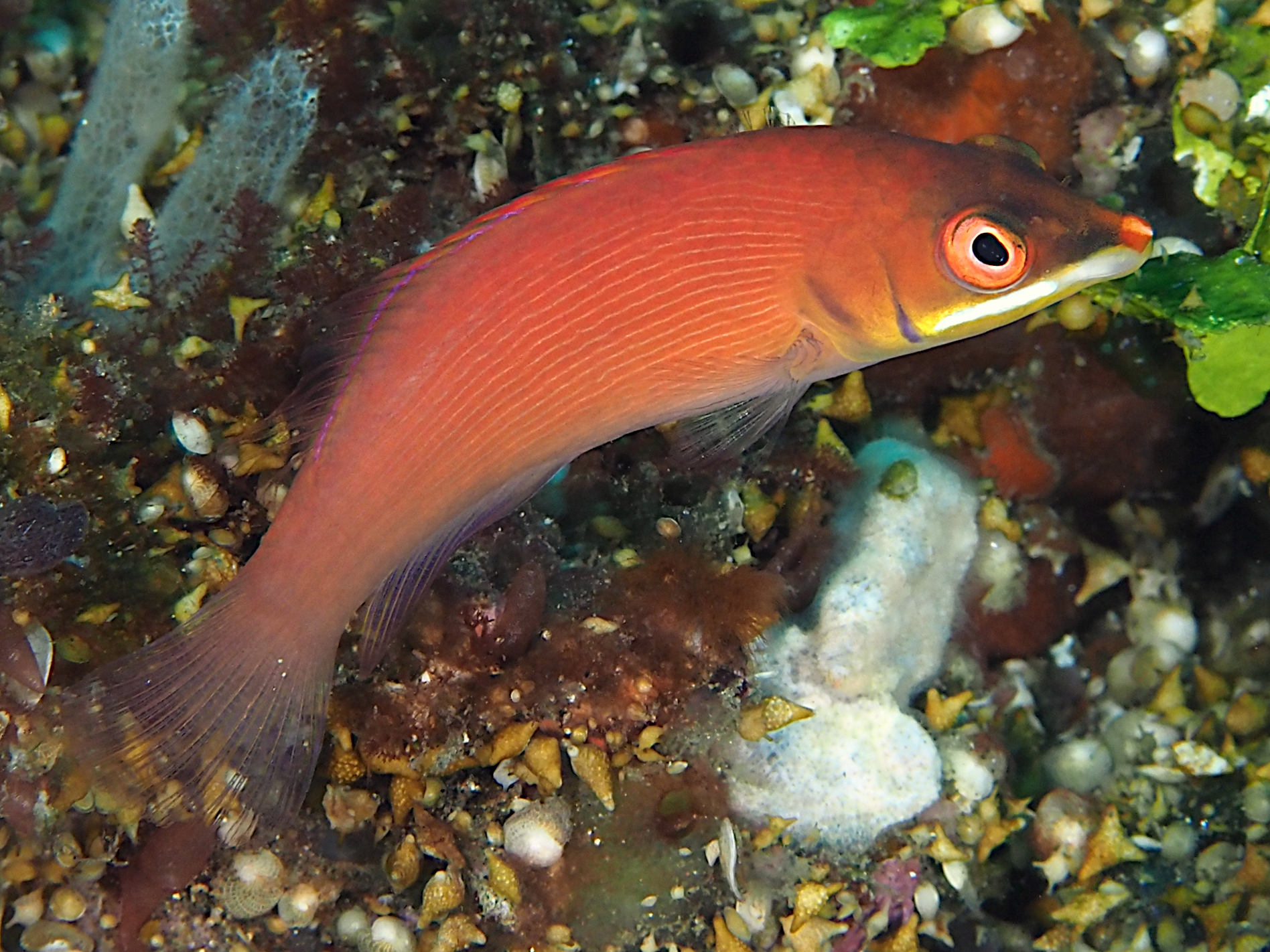 Disappearing Wrasse - Pseudocheilinus evanidus