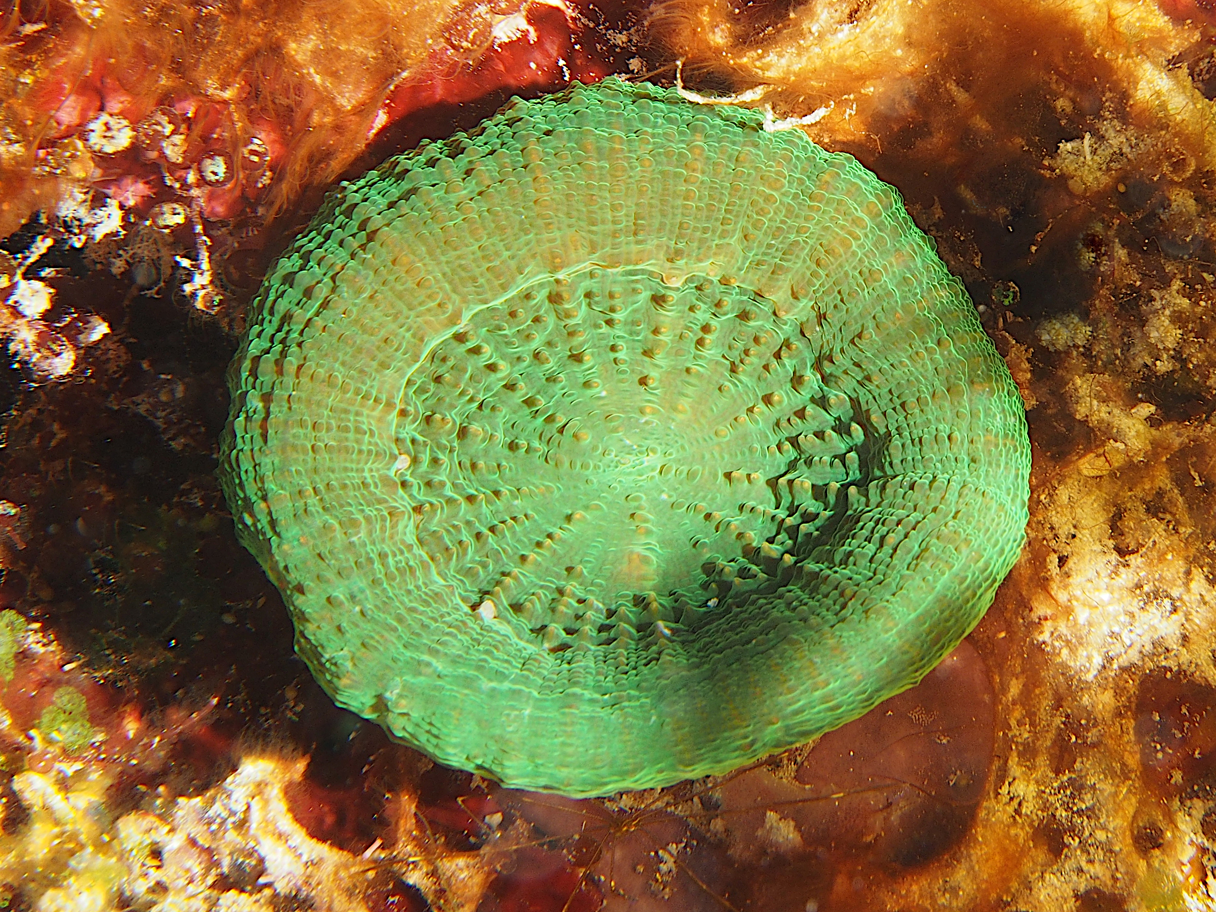 Artichoke/Solitary Disk Coral - Scolymia cubensis/wellsi