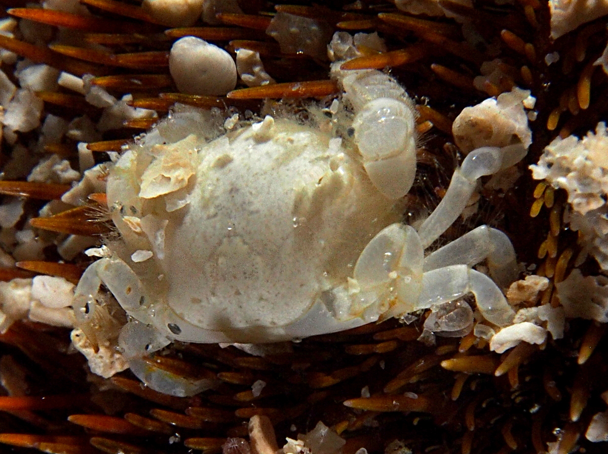 Heart Urchin Pea Crab - Dissodactylus primitivus