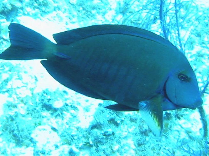 Doctorfish - Acanthurus chirurgus