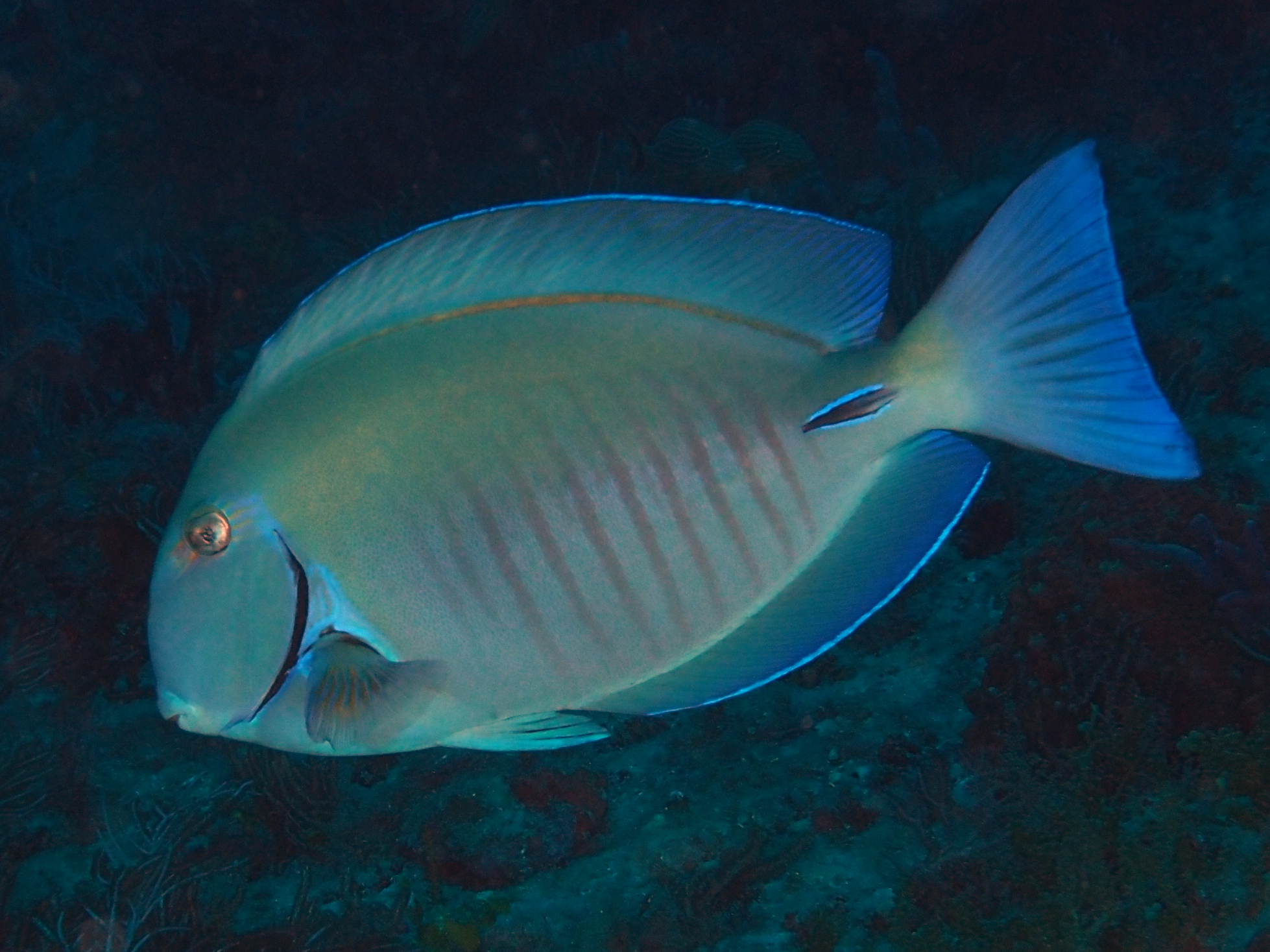 Doctorfish - Acanthurus chirurgus