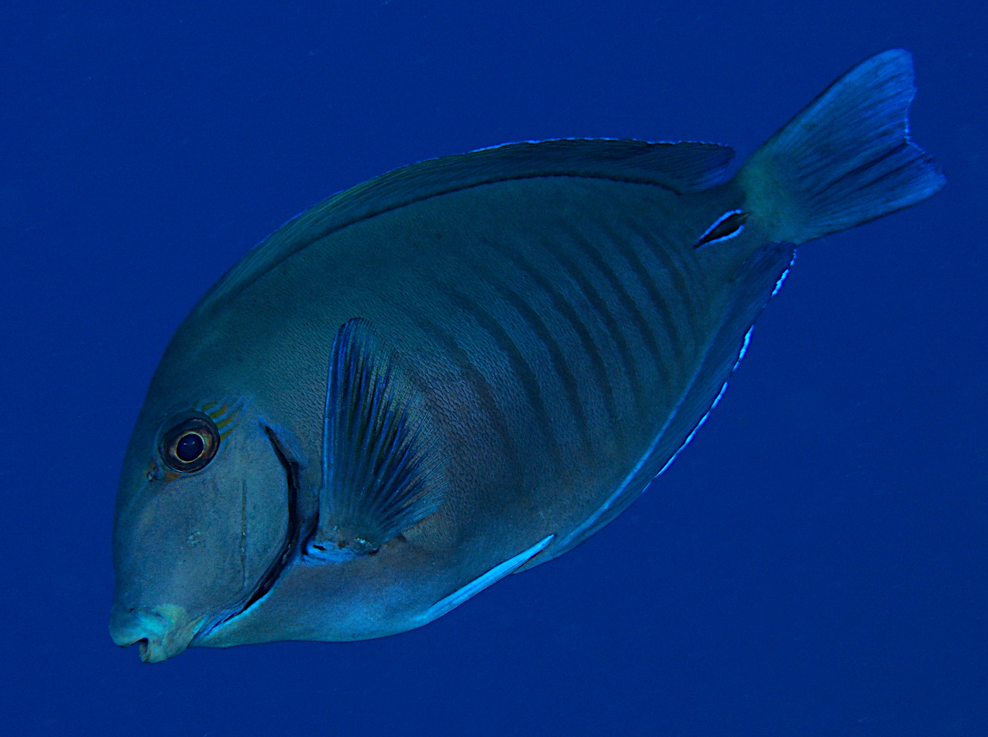 Doctorfish - Acanthurus chirurgus