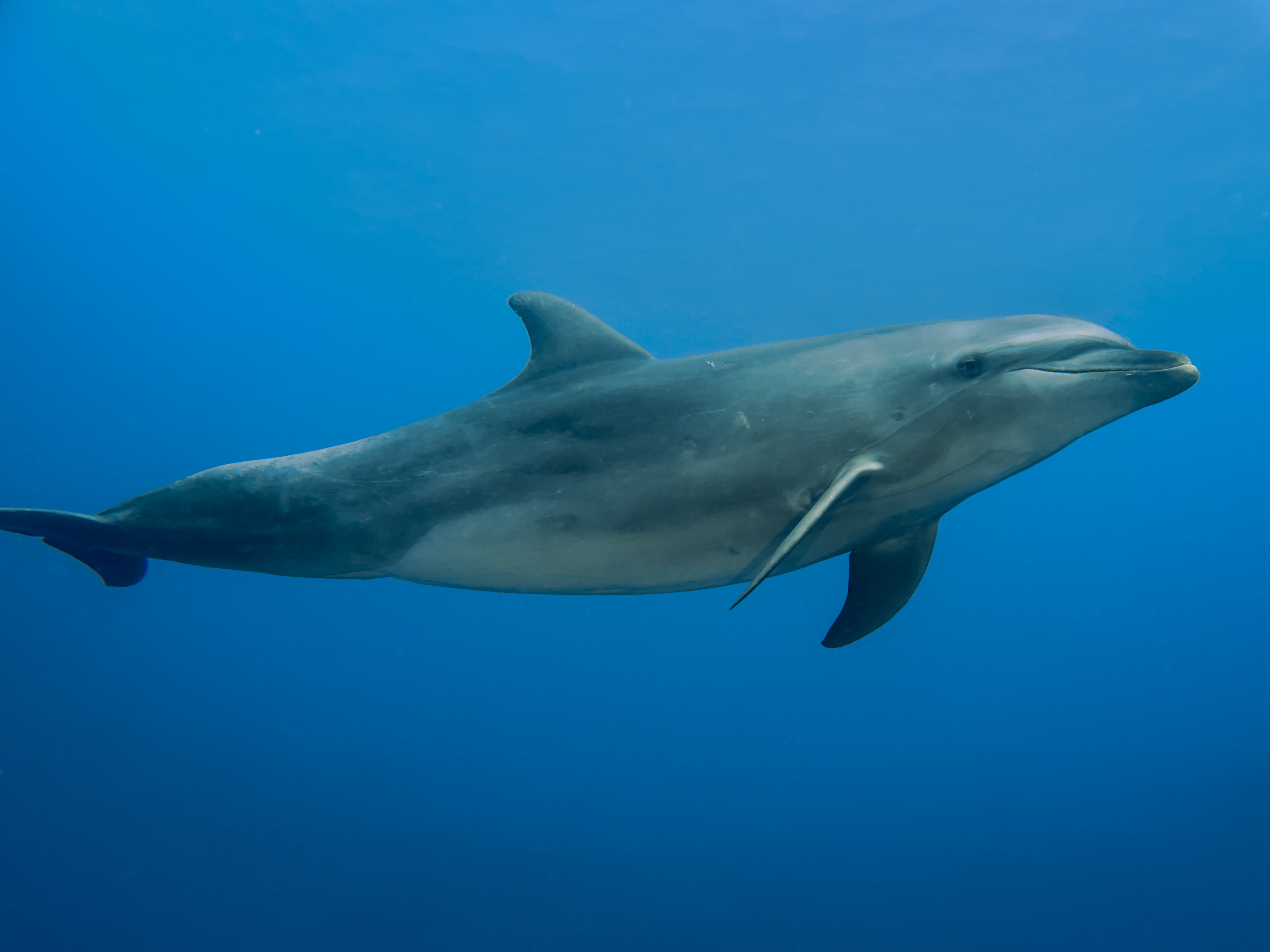 Bottlenose Dolphin - Tursiops truncatus