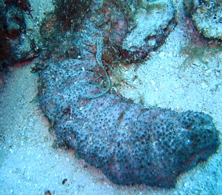 Donkey Dung Sea Cucumber - Holothuria mexicana