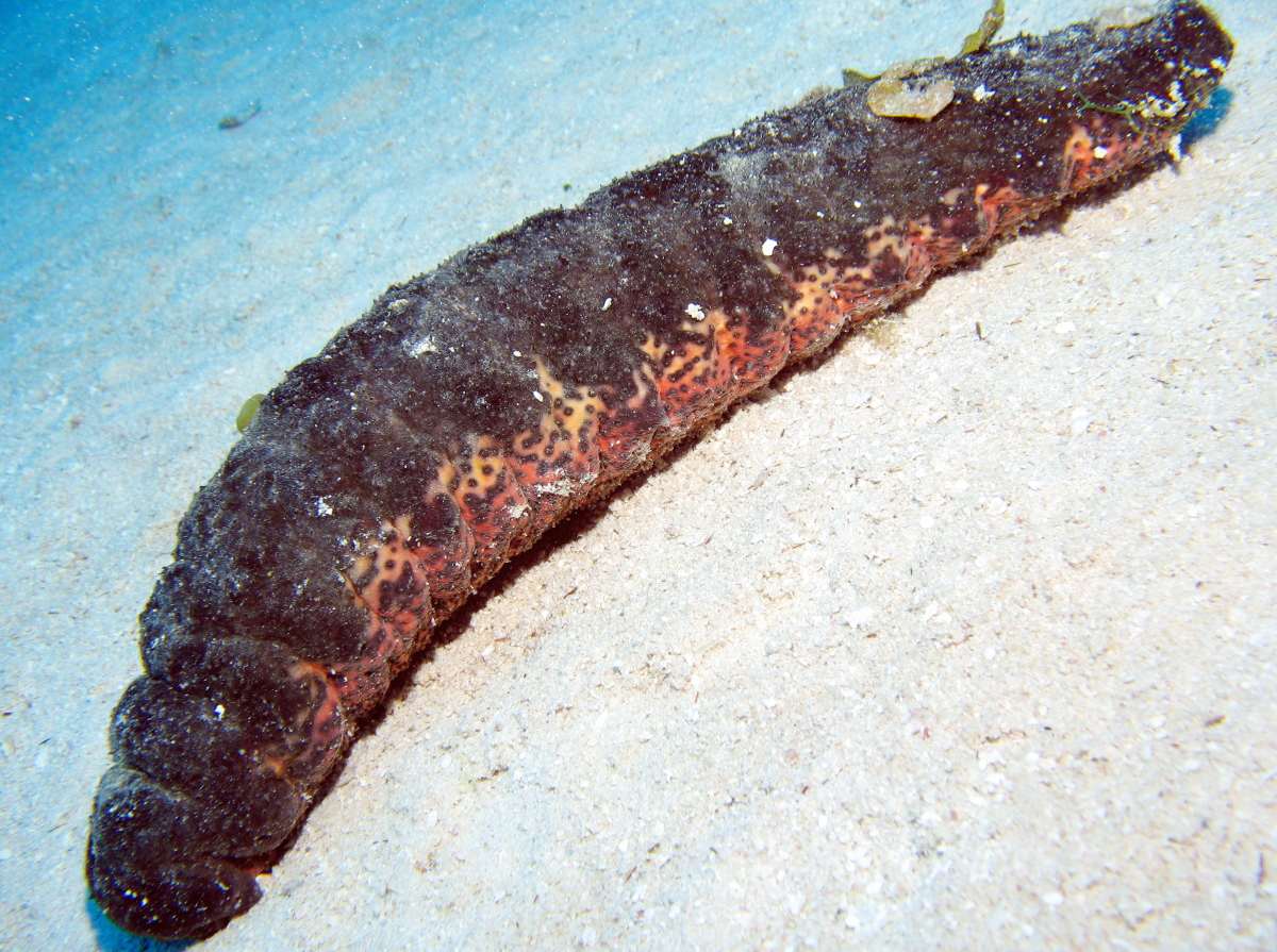 Donkey Dung Sea Cucumber - Holothuria mexicana