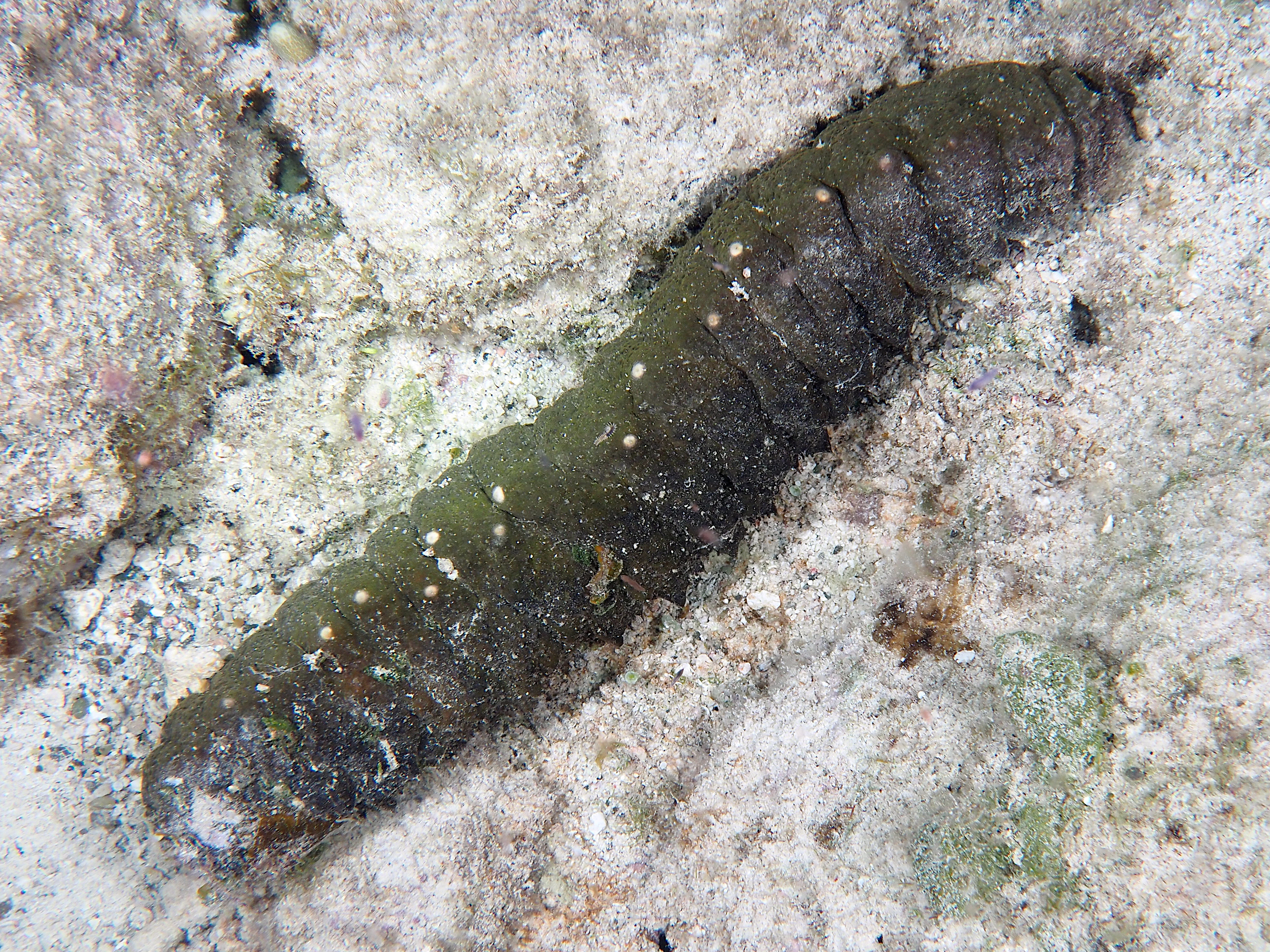 Donkey Dung Sea Cucumber - Holothuria mexicana