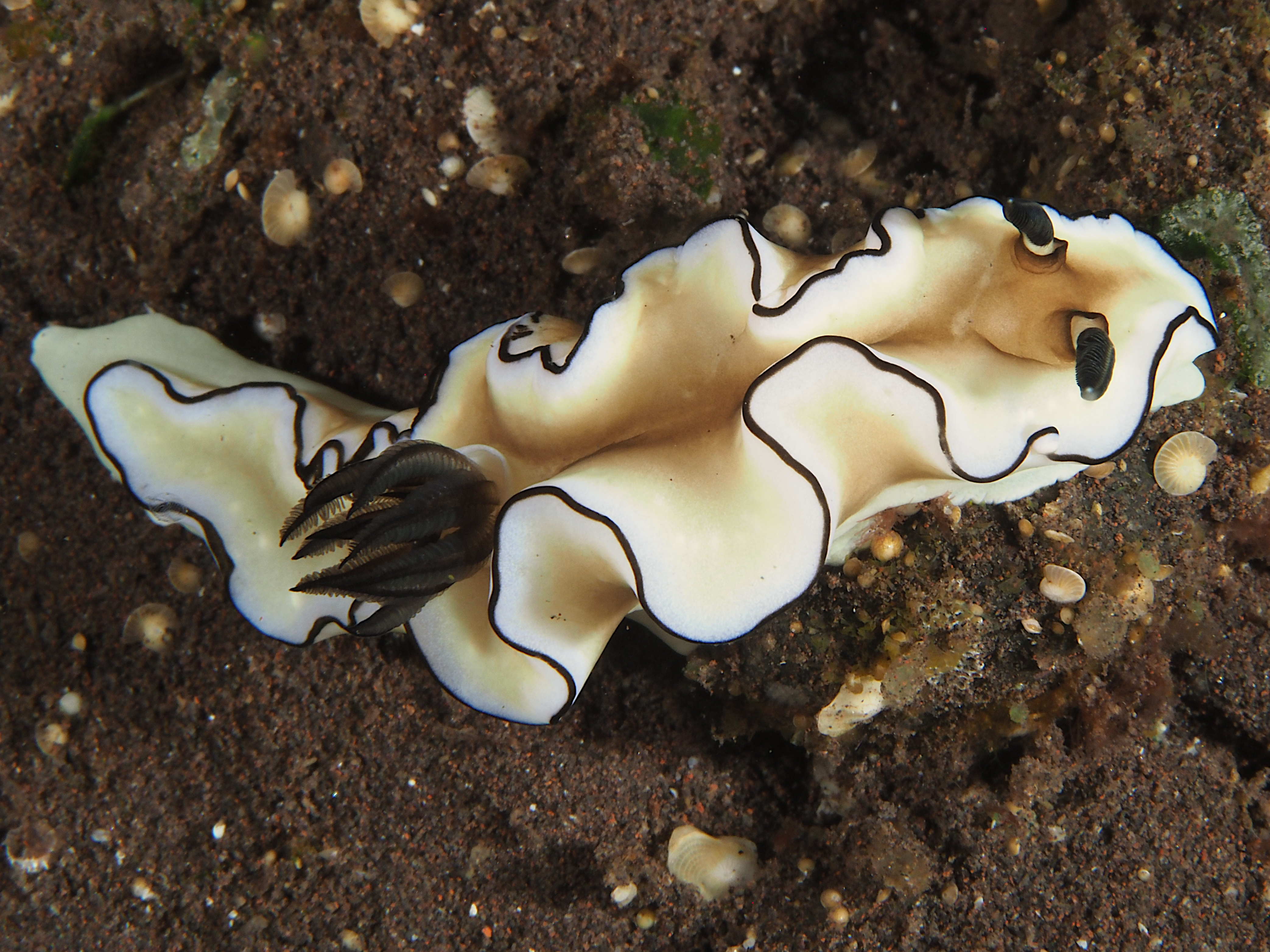 Dark Margin Glossodoris - Doriprismatica atromarginata