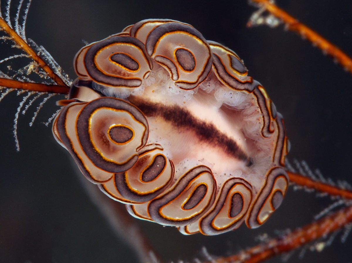 Donut Nudibranch - Doto greenamyeri