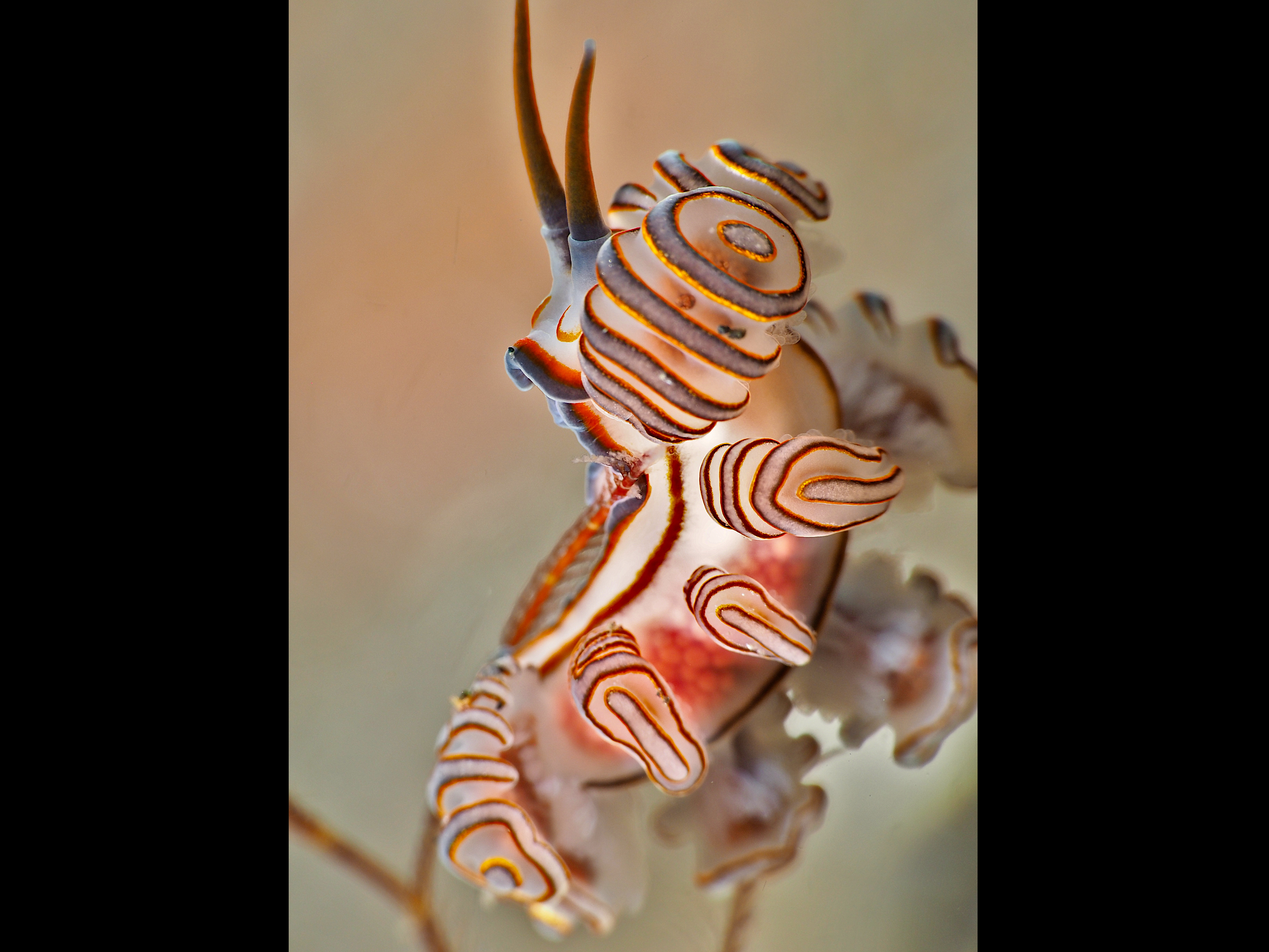 Donut Nudibranch - Doto greenamyeri