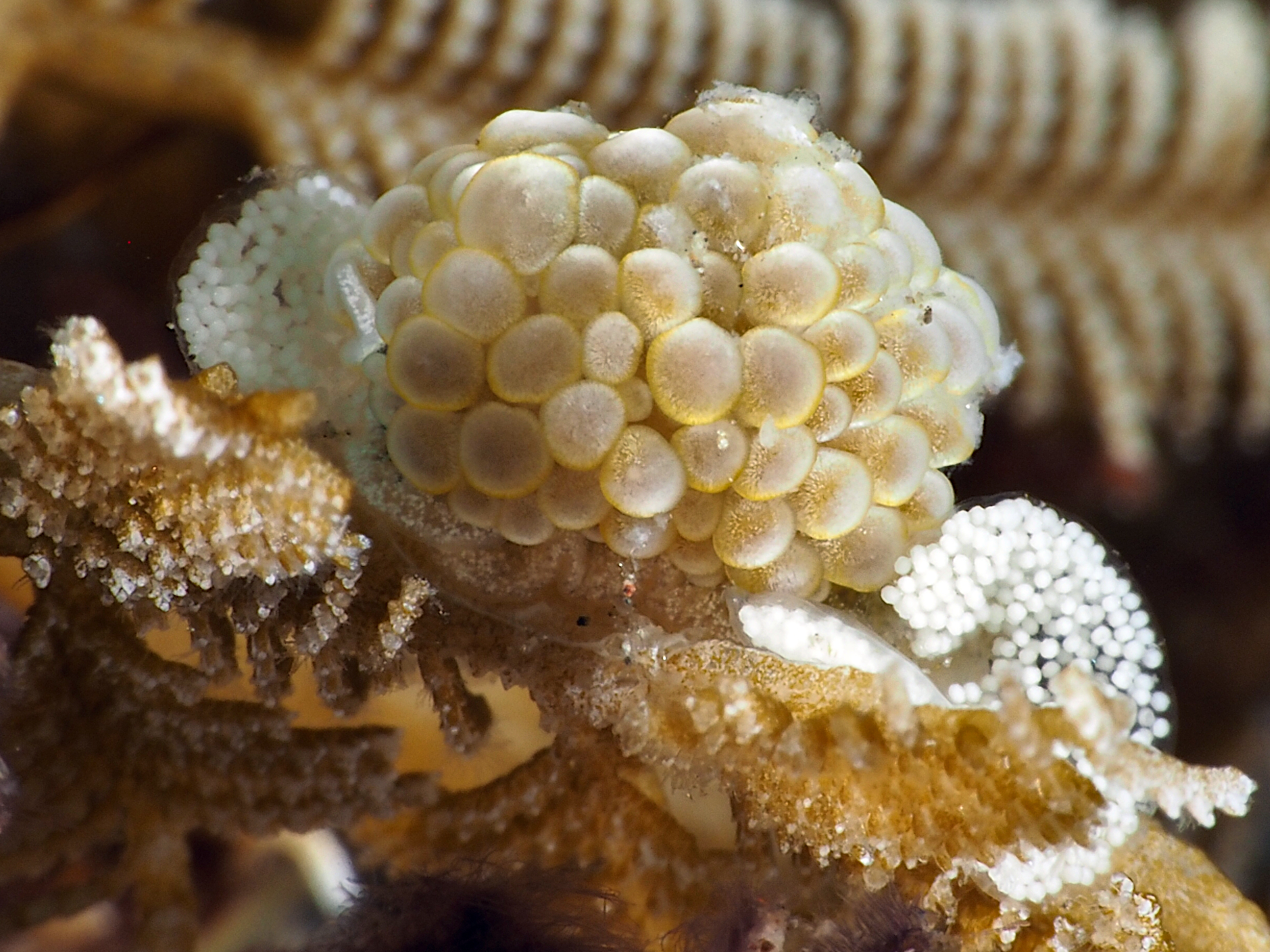 Grape Doto - Doto ussi - Bali, Indonesia