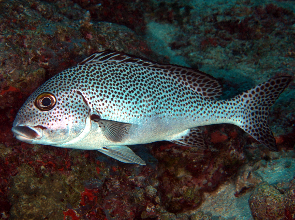 Dotted Sweetlips - Plectorhinchus picus - Fiji