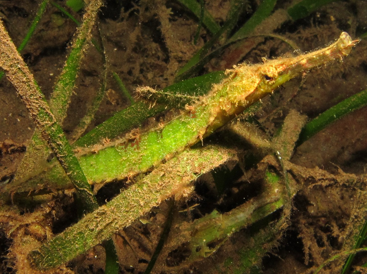 Double-Ended Pipefish - Syngnathoides biaculeatus - Dumaguete, Philippines