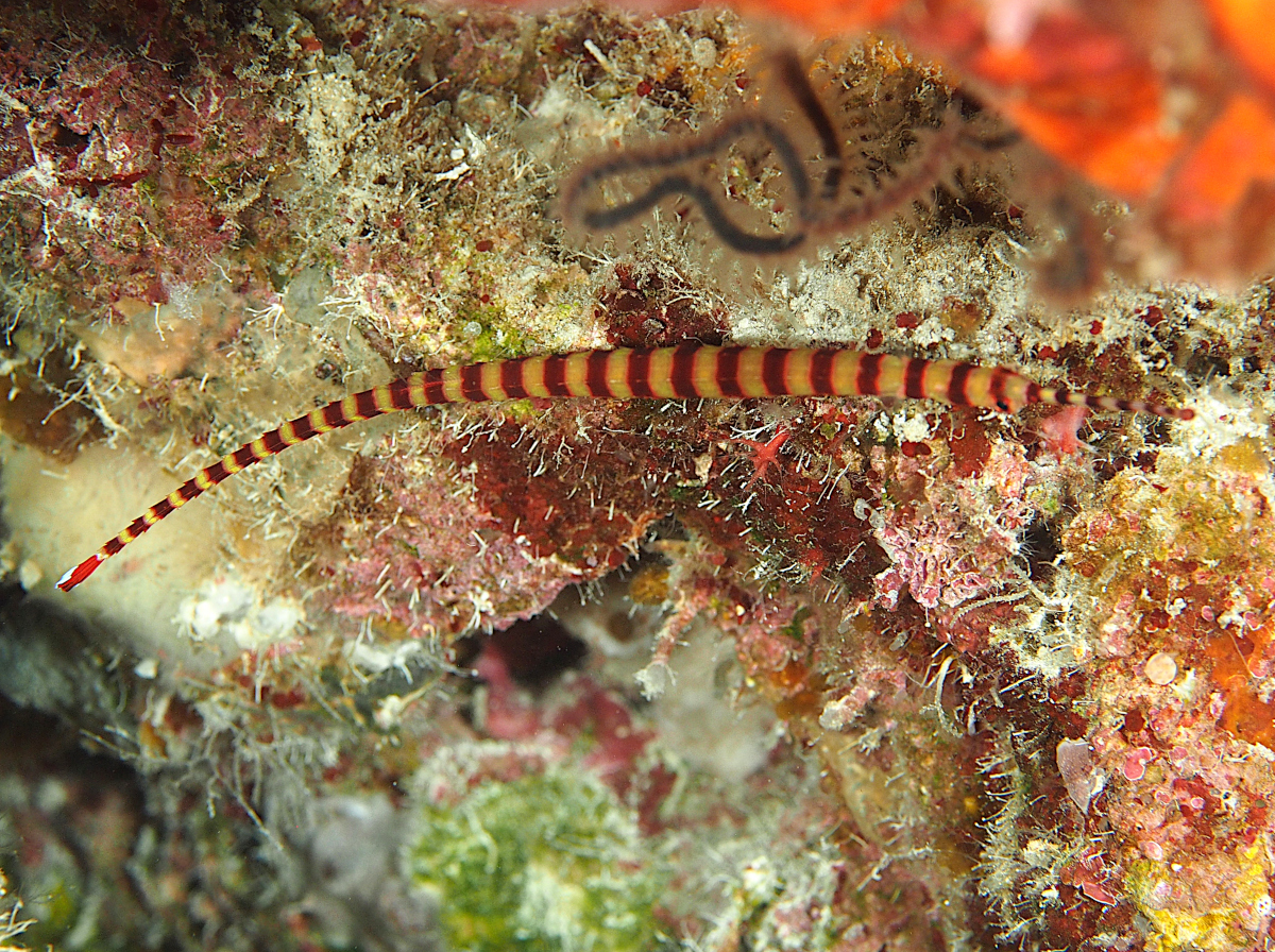 Naia Pipefish - Dunckerocampus naia - Wakatobi, Indonesia