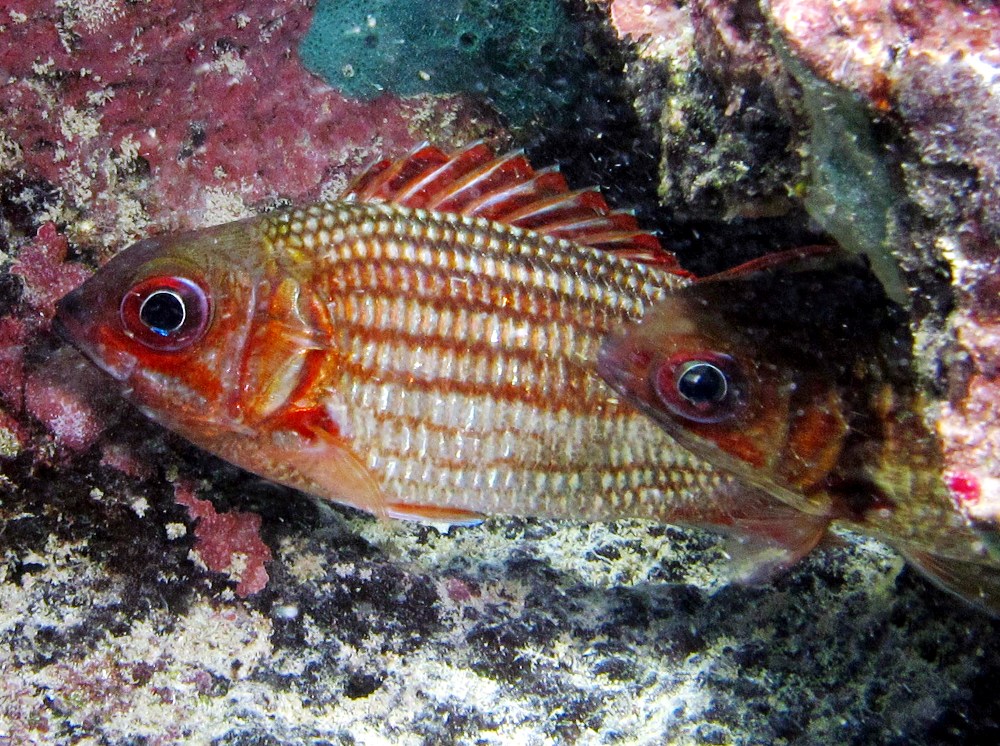 Dusky Squirrelfish - Sargocentron vexillarium