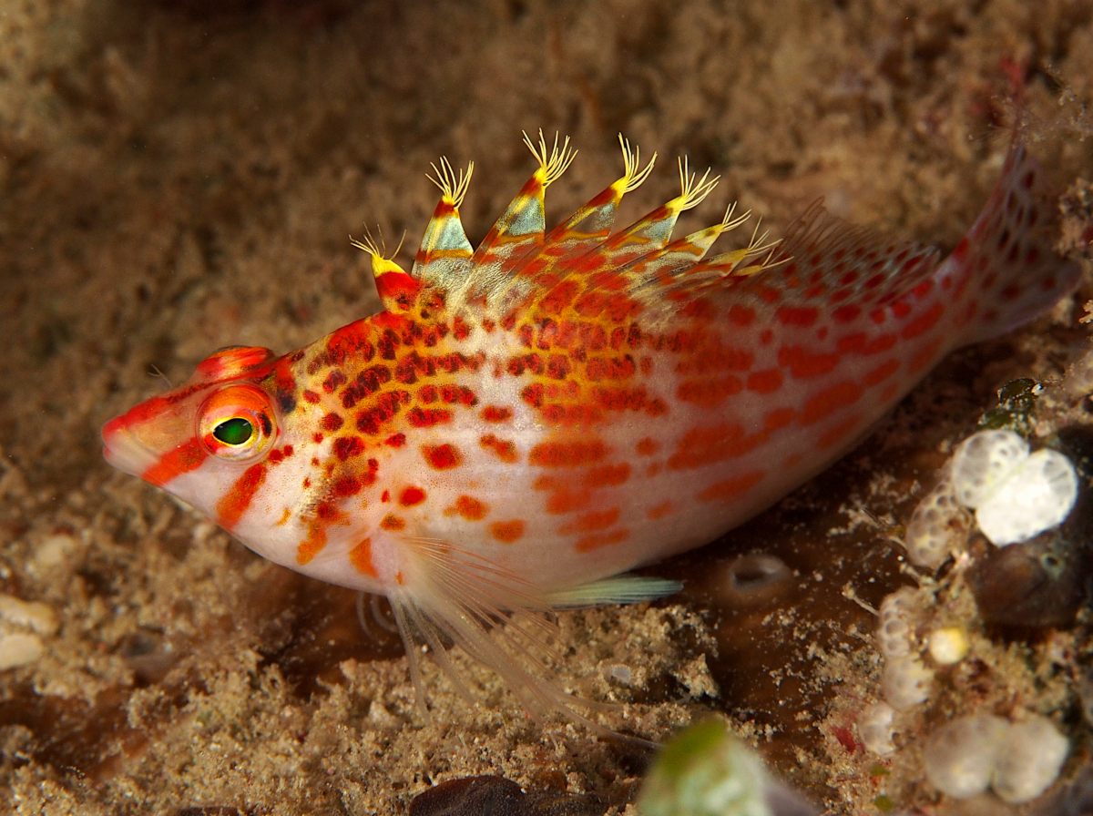 Dwarf Hawkfish - Cirrhitichthys falco