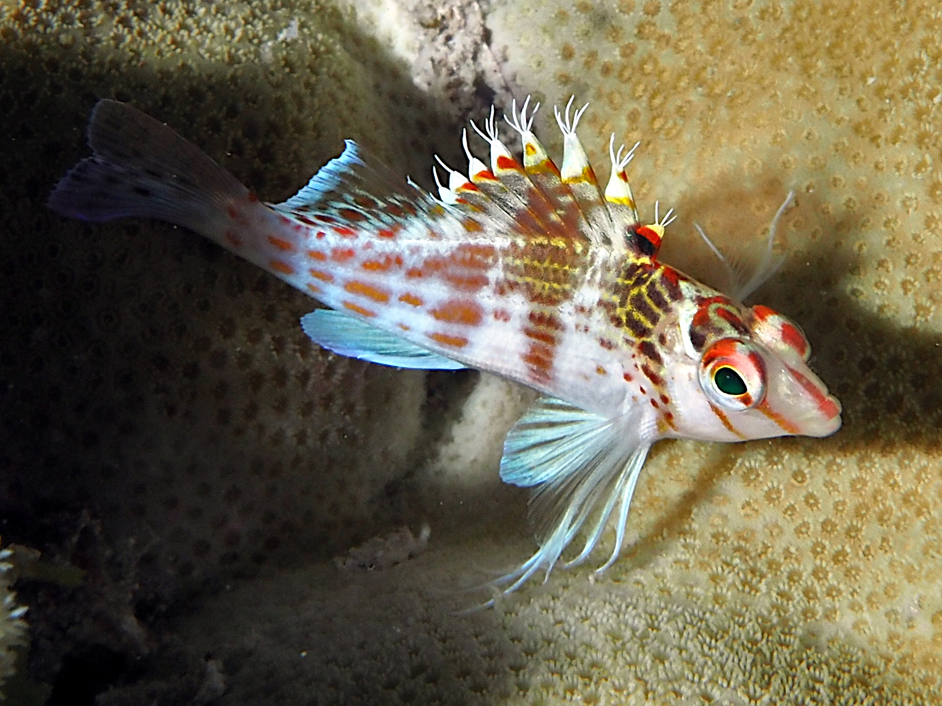 Dwarf Hawkfish - Cirrhitichthys falco