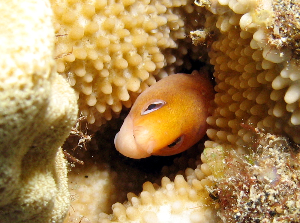 Dwarf Moray Eel - Gymnothorax melatremus