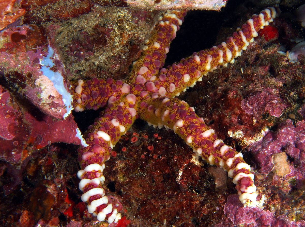 Warty Sea Star - Echinaster callosus - Anilao, Philippines