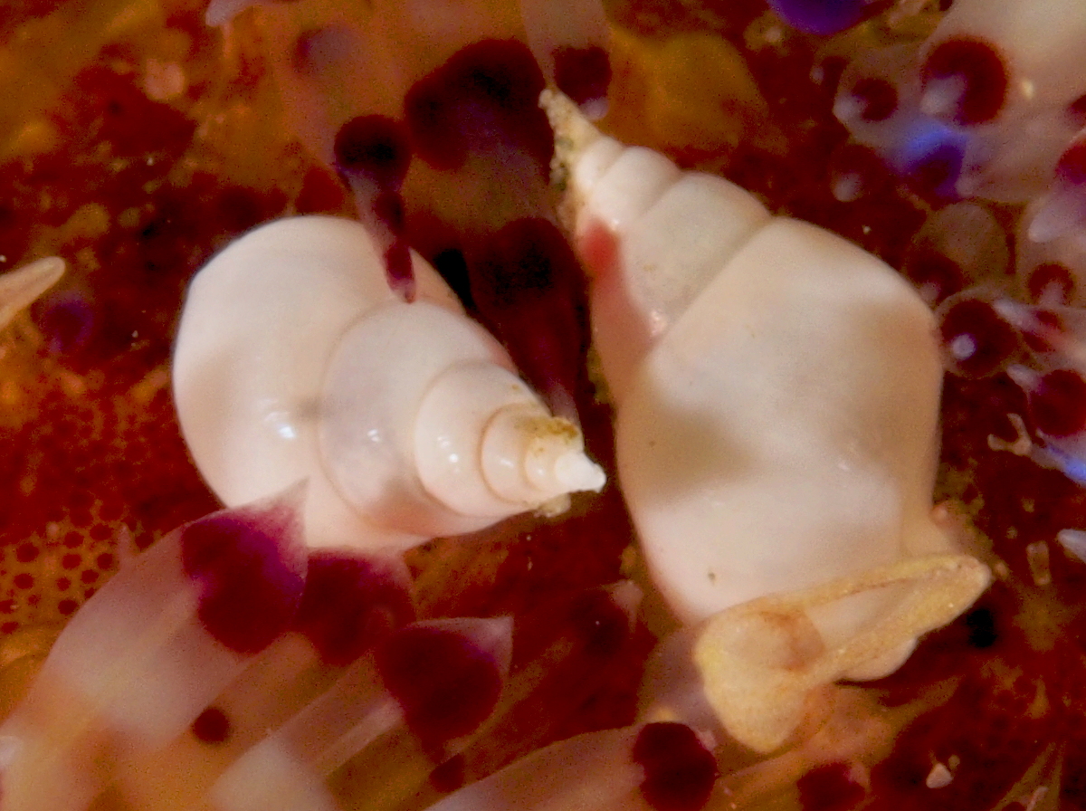 Fire Urchin Snail - Echineulima asthenosomae - Anilao, Philippines