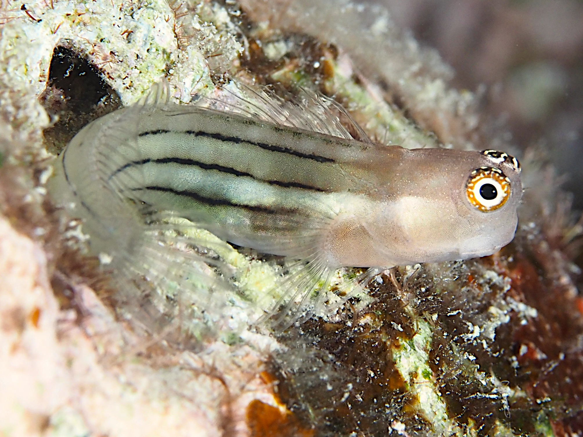 Fourline Coralblenny - Ecsenius aequalis - Great Barrier Reef, Australia