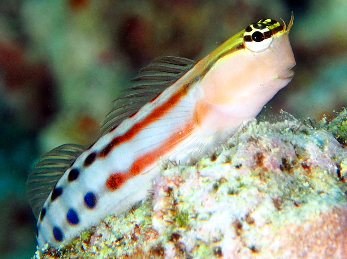 Fiji Clown Coralblenny - Ecsenius fijiensis