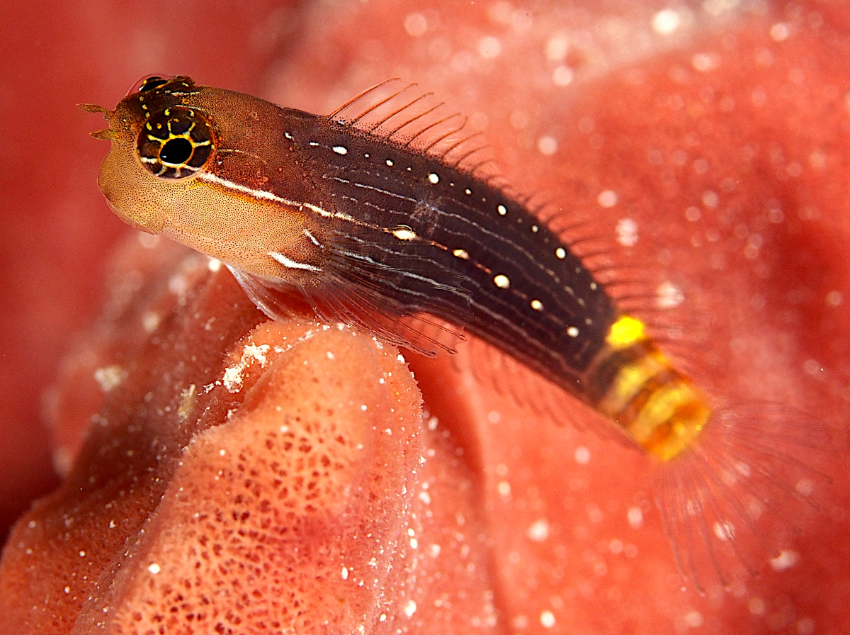 Pictus Coralblenny - Ecsenius pictus