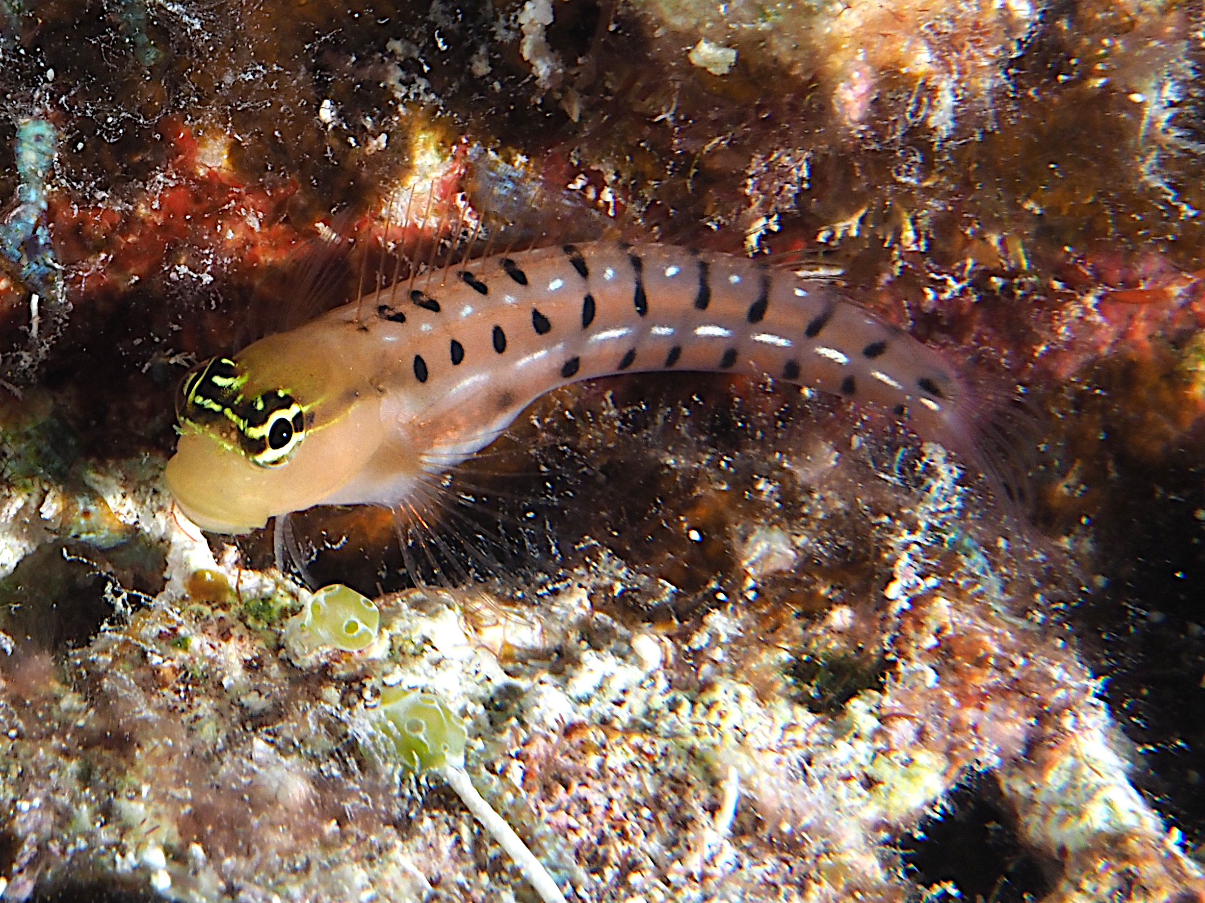 Tiger Coralblenny - Ecsenius tigris - Coral Sea, Australia