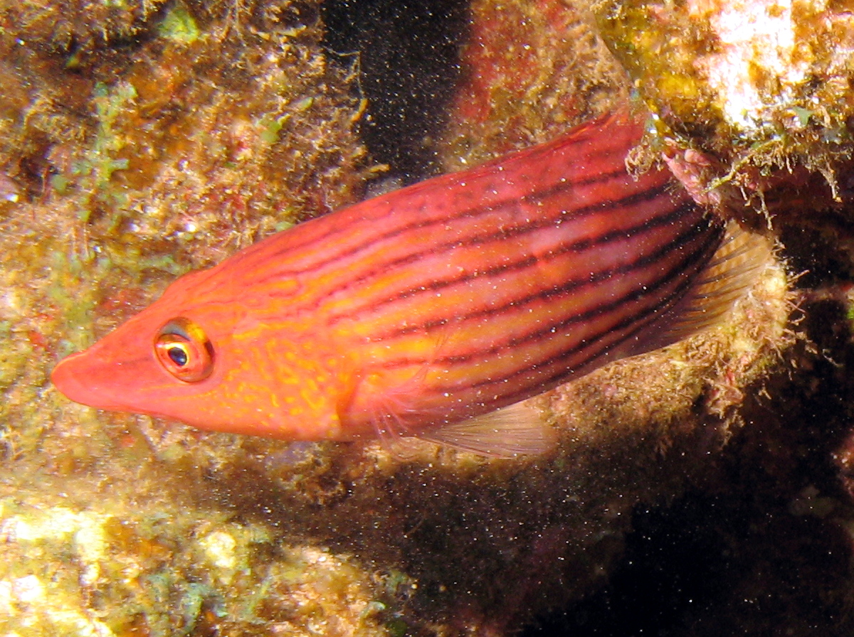 Eightstripe Wrasse - Pseudocheilinus octotaenia