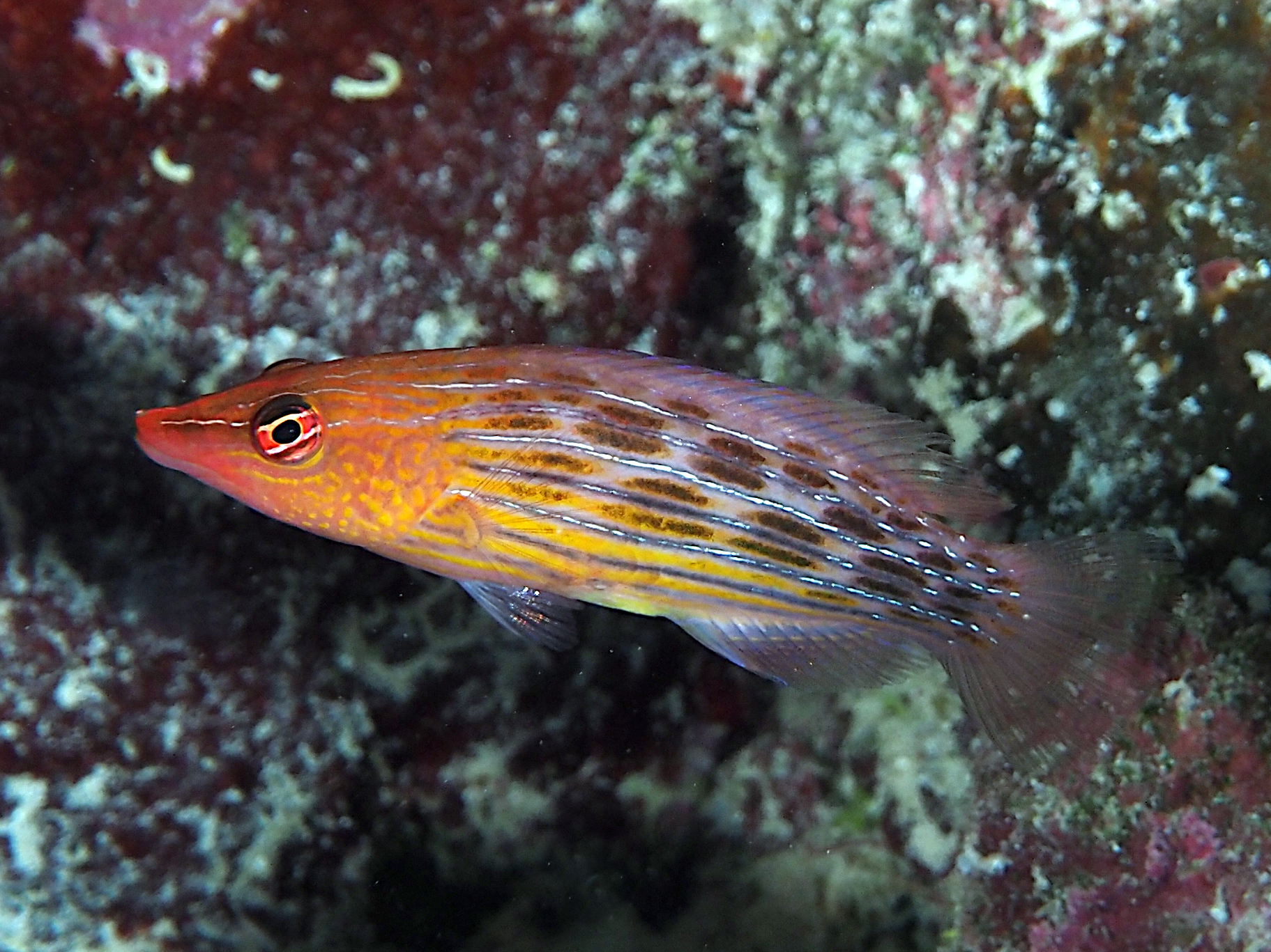 Eightstripe Wrasse - Pseudocheilinus octotaenia