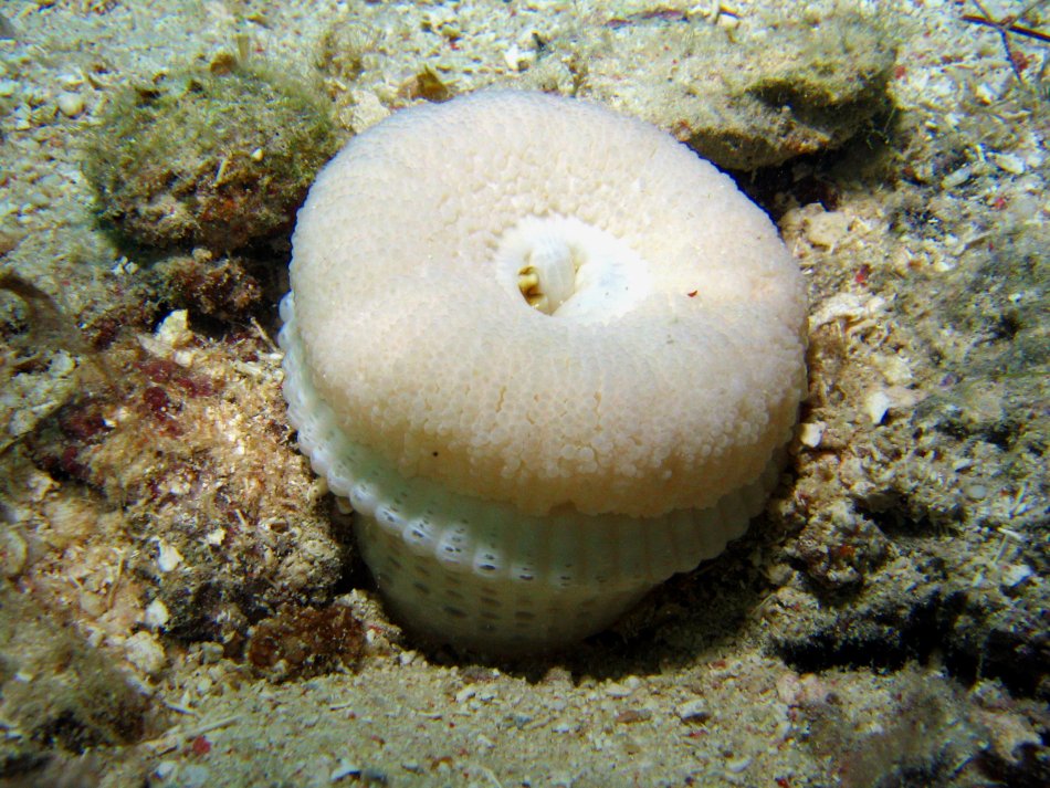 Elegant Anemone - Actinoporus elongatus