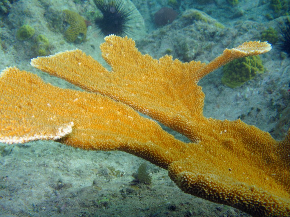 Elkhorn Coral - Acropora palmata