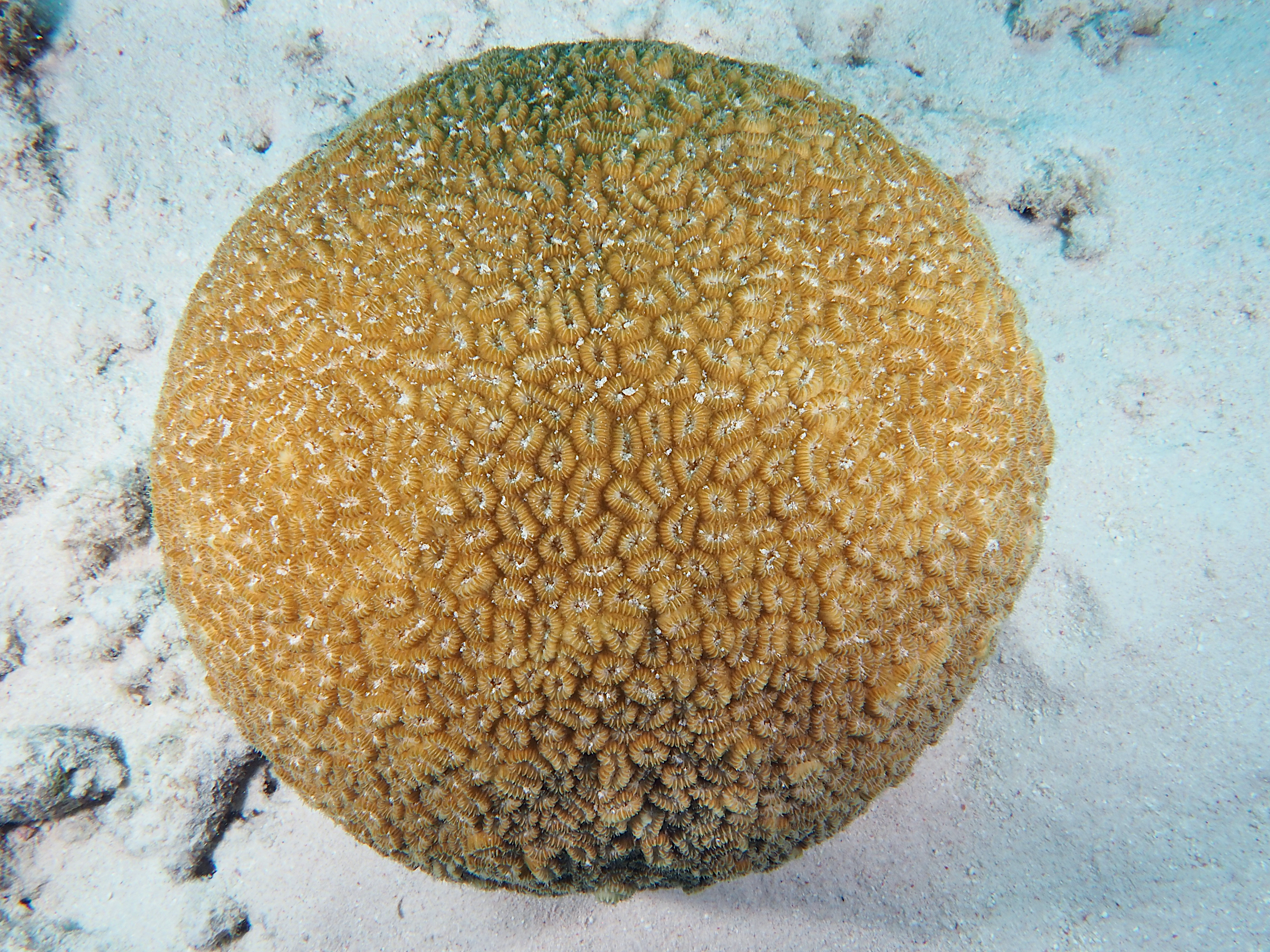 Elliptical Star Coral - Dichocoenia stokesi