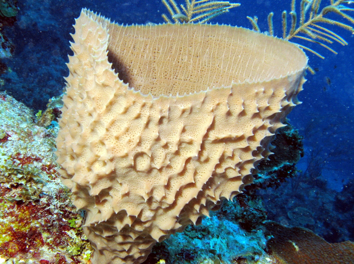 Elongated Vase Sponge - Callyspongia longissima - Belize