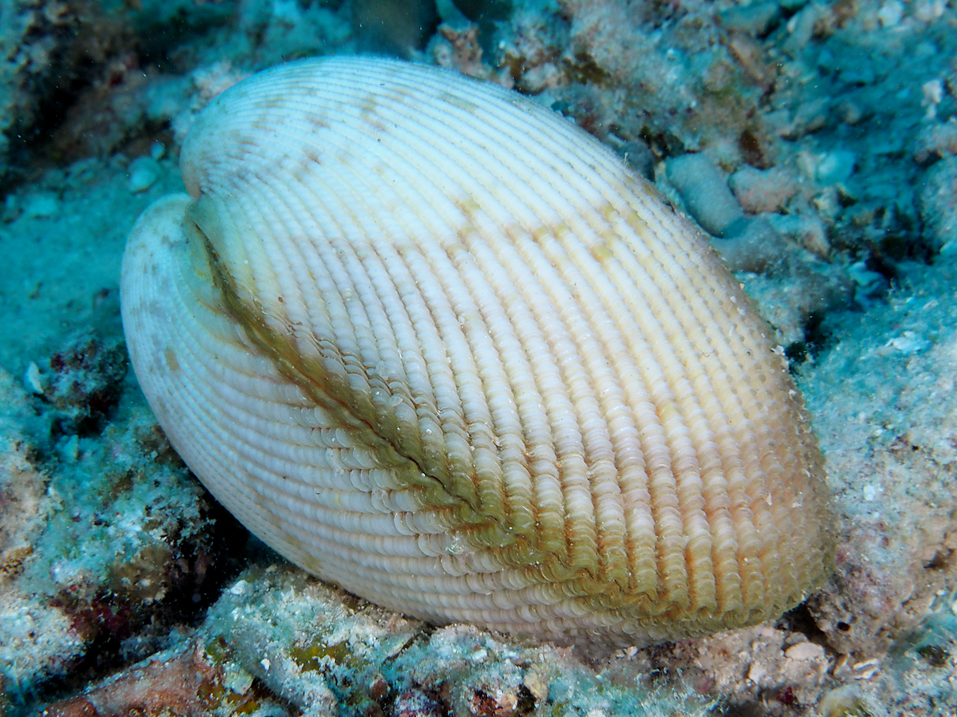 Elongated Heart Cockle - Vasticardium elongatum - Coral Sea, Australia