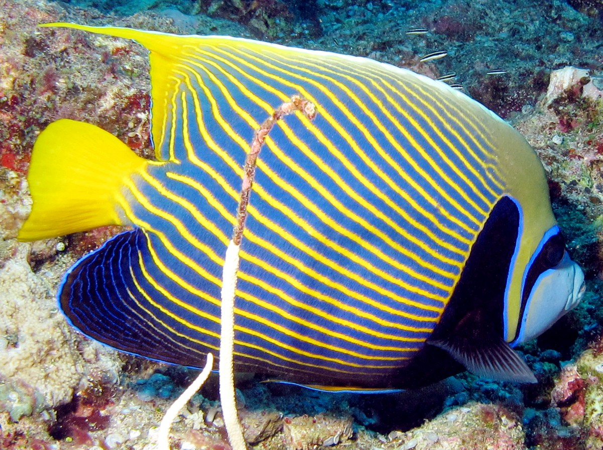 Emperor Angelfish - Pomacanthus imperator