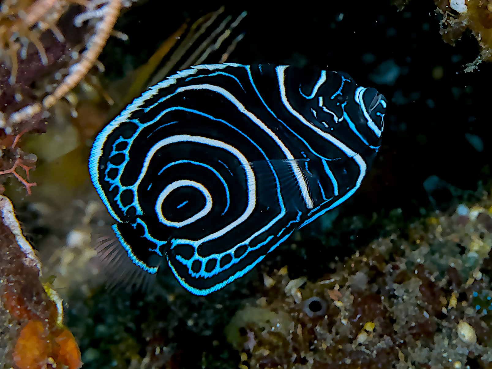 Emperor Angelfish - Pomacanthus imperator