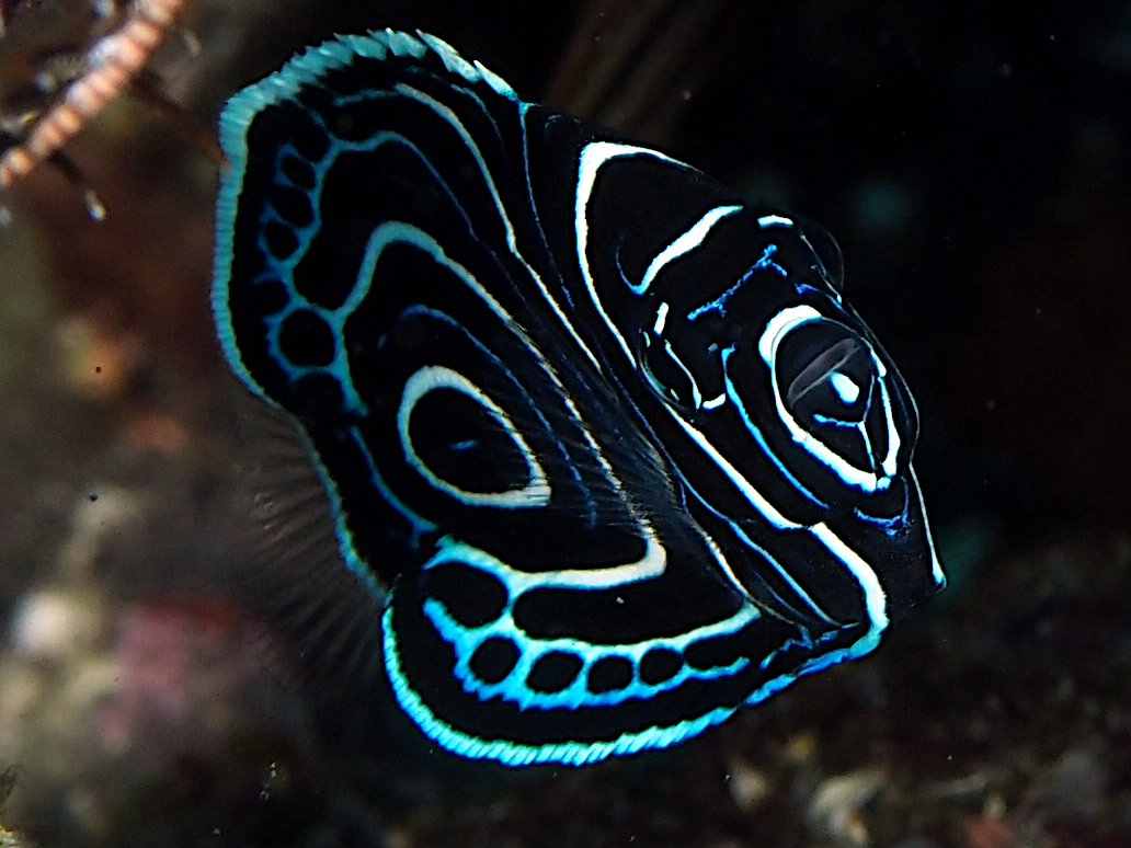 Emperor Angelfish - Pomacanthus imperator