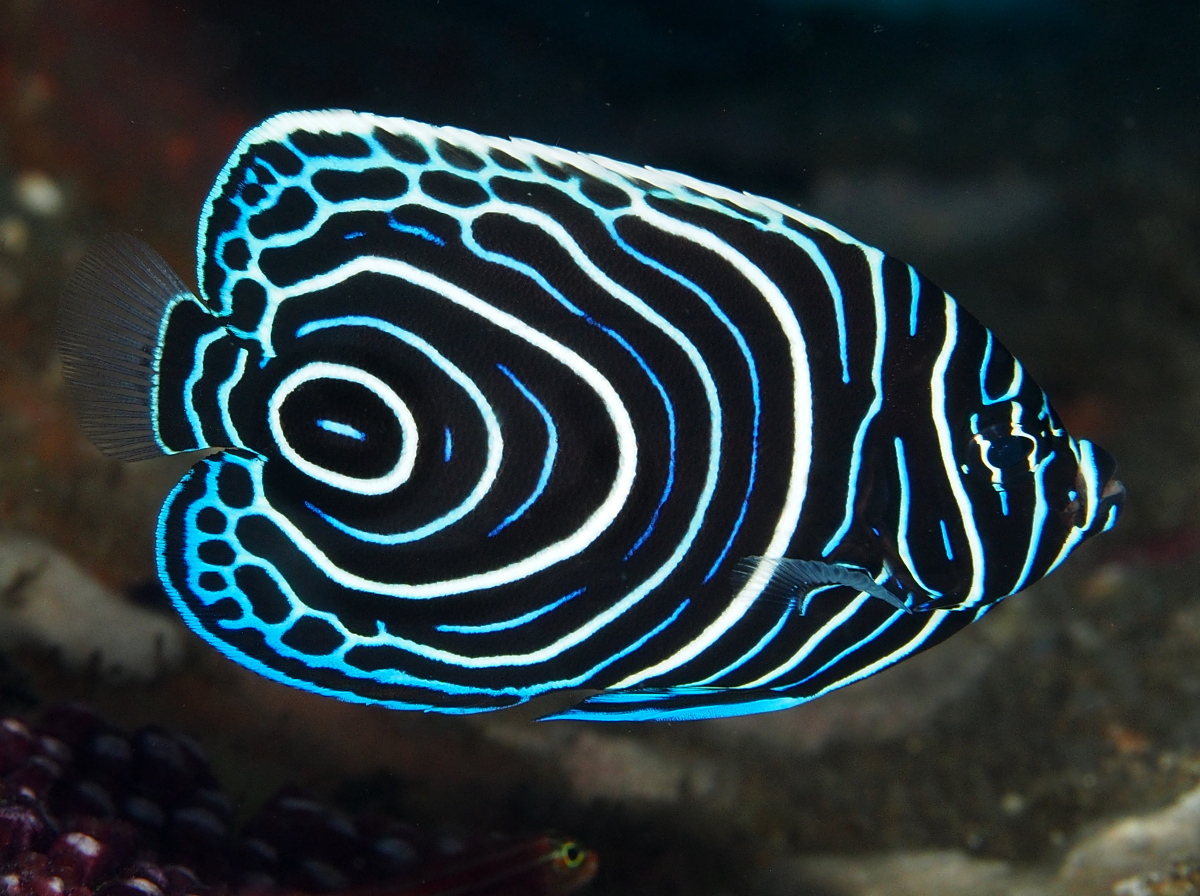 Emperor Angelfish - Pomacanthus imperator