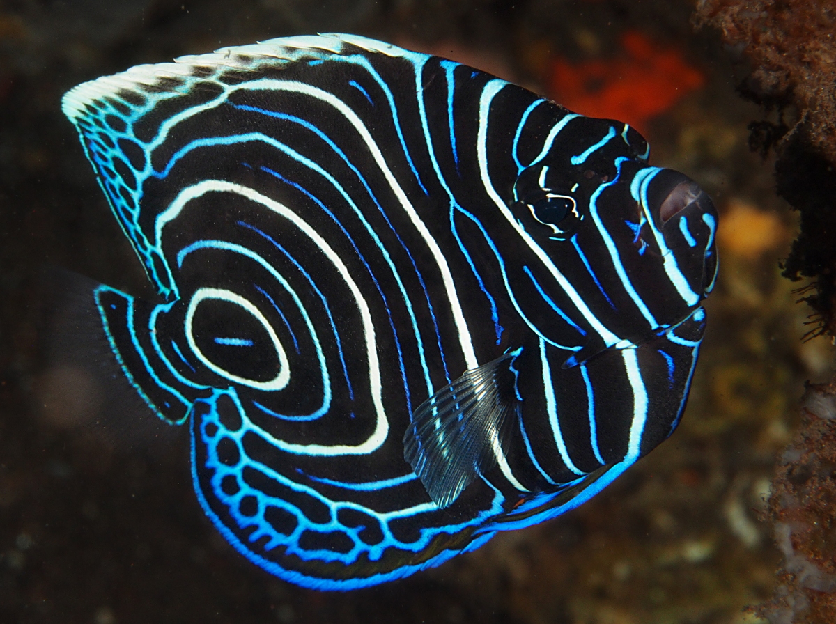 Emperor Angelfish - Pomacanthus imperator