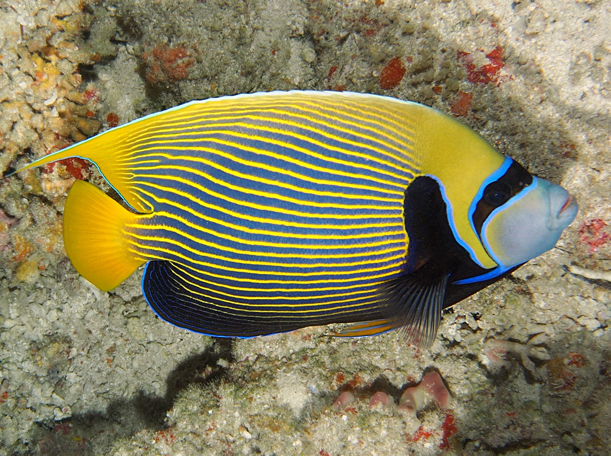 Emperor Angelfish - Pomacanthus imperator