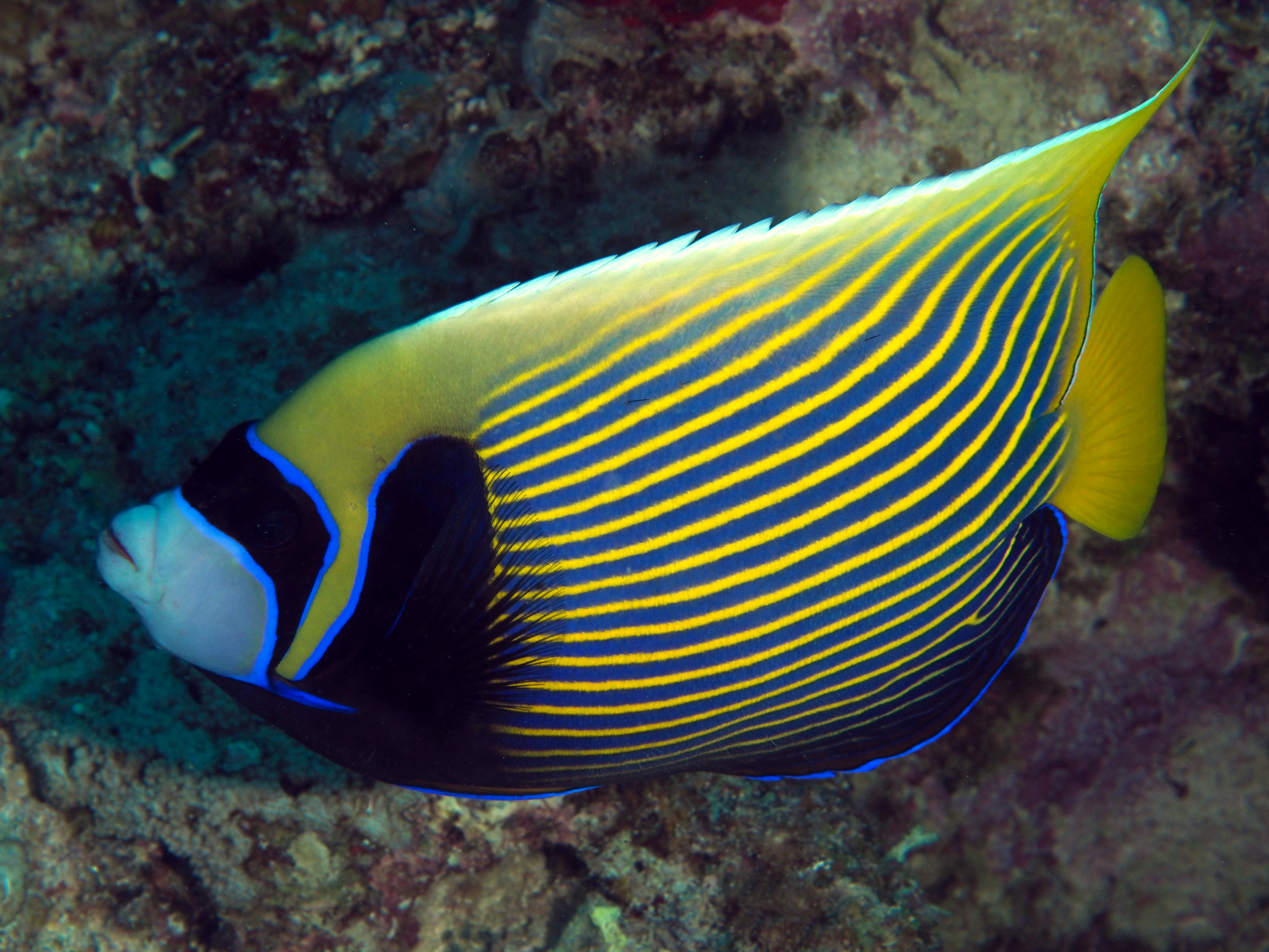 Emperor Angelfish - Pomacanthus imperator