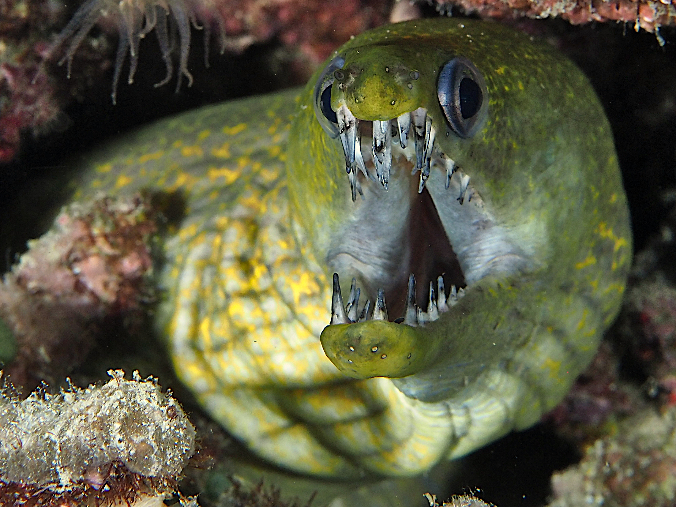 Dark-spotted Moray - Enchelycore kamara