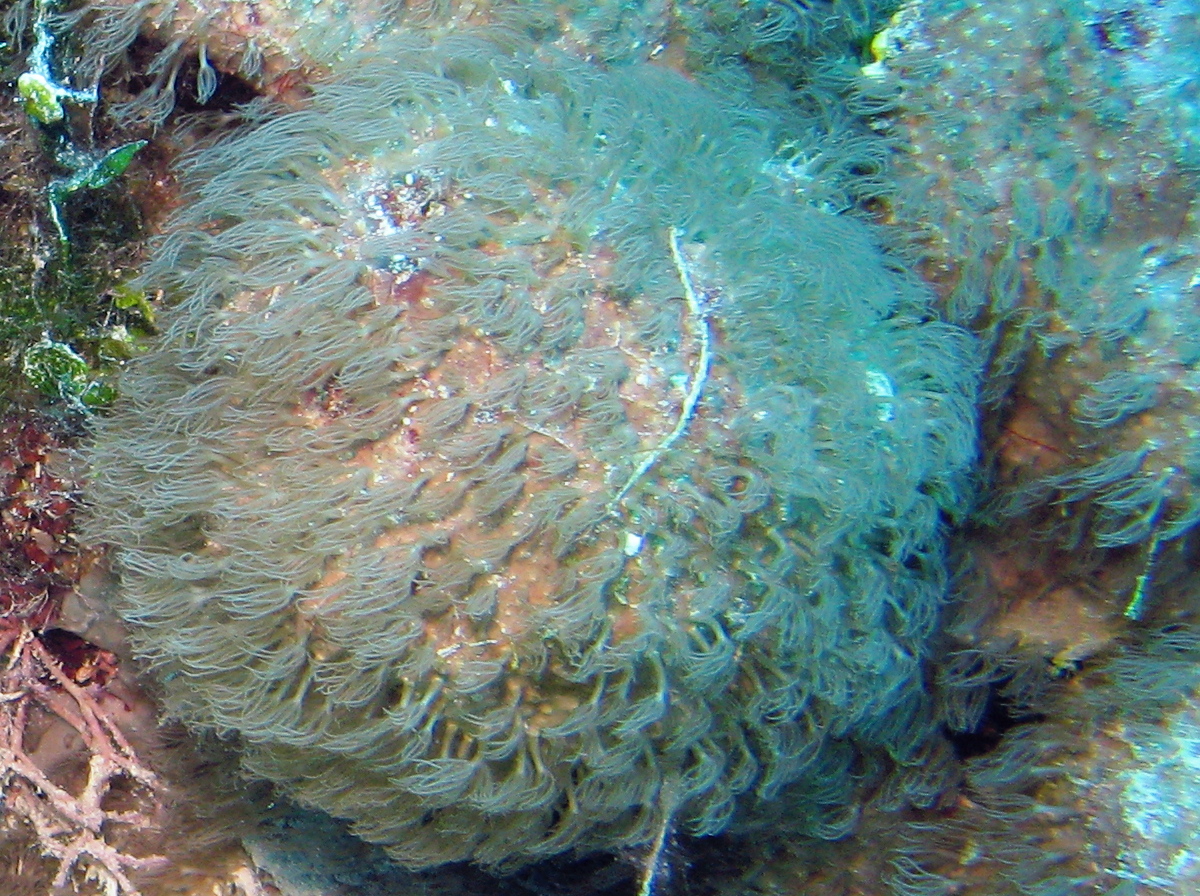 Encrusting Gorgonian - Erythropodium caribaeorum - Nassau, Bahamas