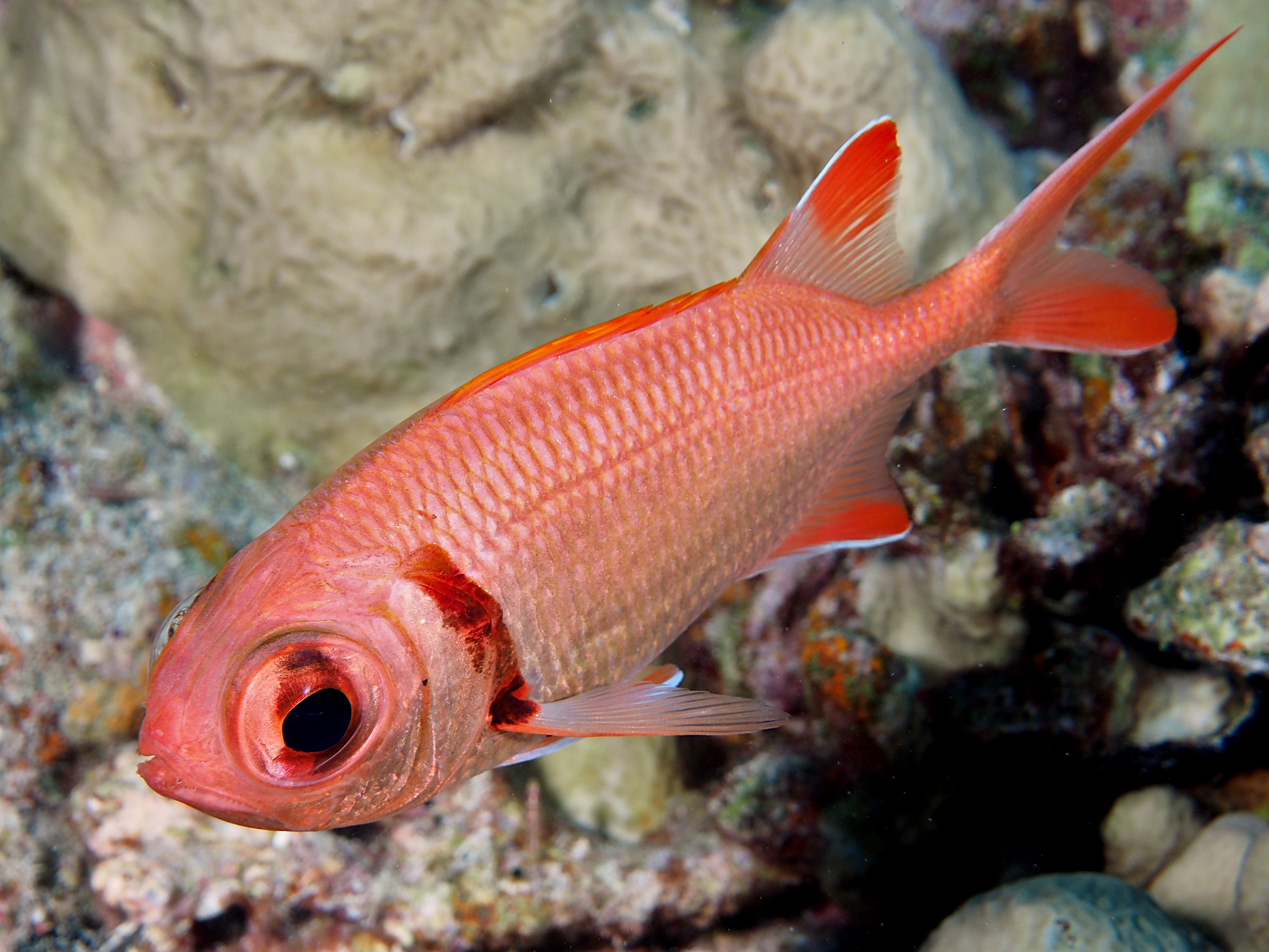 Epaulette Soldierfish - Myripristis kuntee