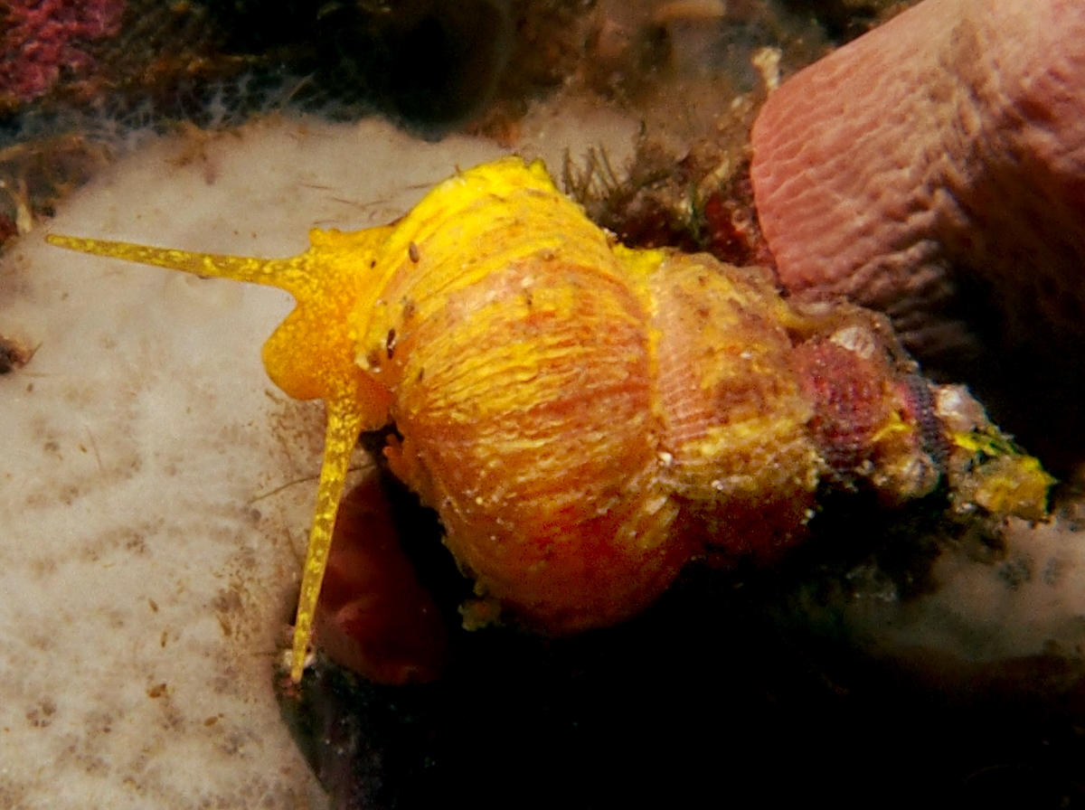 Golden Wentletrap - Epidendrium billeeanum - Anilao, Philippines