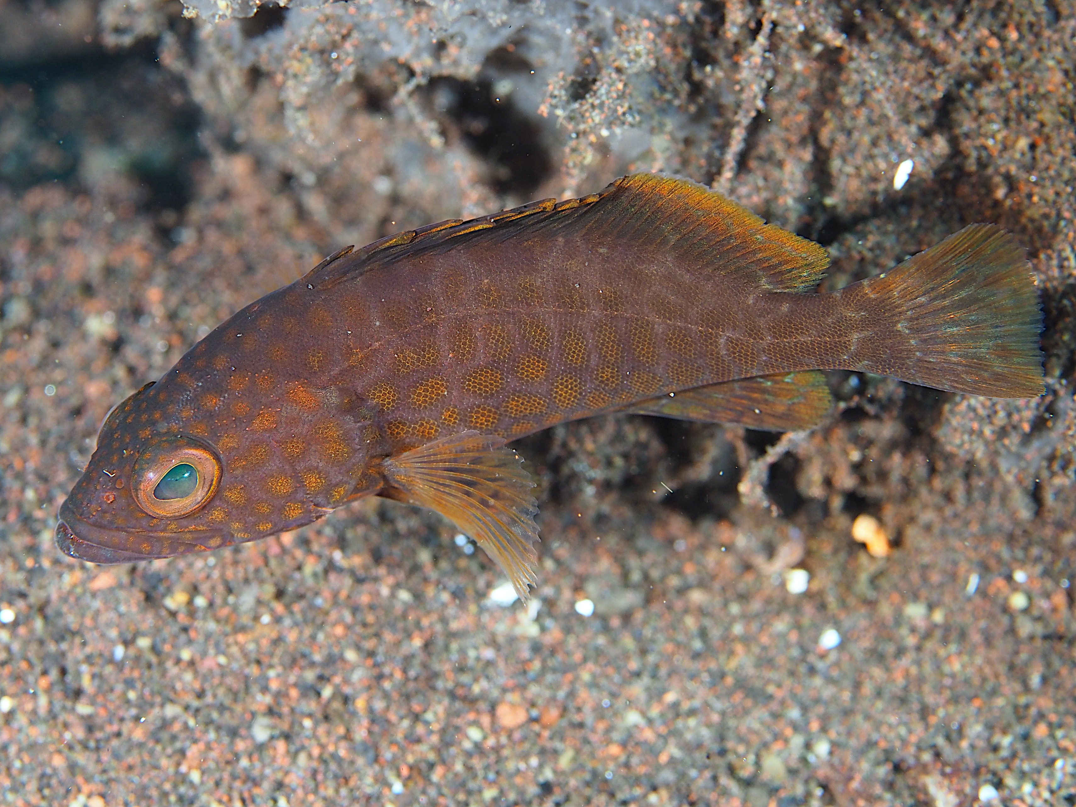 Areolate Grouper - Epinephelus areolatus - Bali, Indonesia