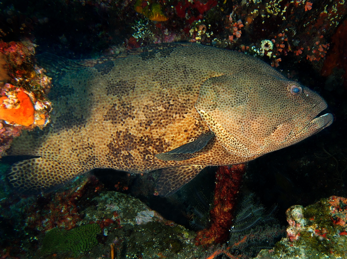 Brown-Marbled Grouper - Epinephelus fuscoguttatus