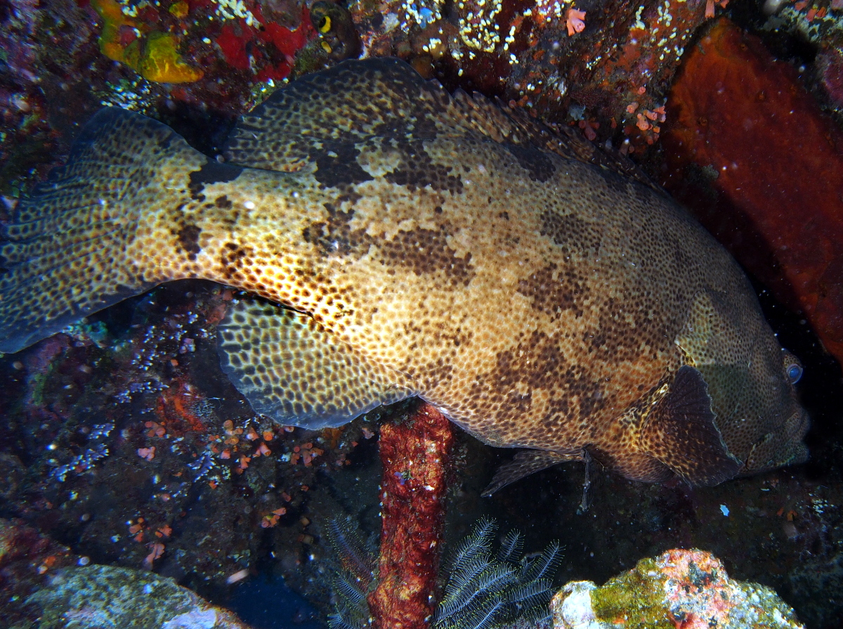 Brown-Marbled Grouper - Epinephelus fuscoguttatus